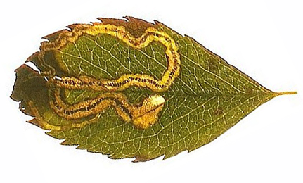 Mine of Stigmella anomalella on Rosa sp