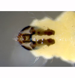 Stigmella anomalella larva,  ventral