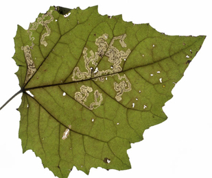 Mine of Stigmella assimilella on Populus canescens