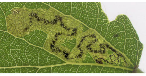 Mine of Stigmella assimilella on Populus canescens