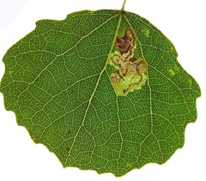 Mine of Stigmella assimilella on Populus