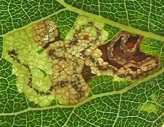 Mine of Stigmella assimilella on Populus