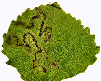 Mine of Stigmella assimilella on Populus