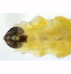 Stigmella assimilella larva,  ventral