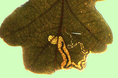 Mine of Stigmella atricapitella on Quercus