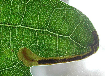 Mine of Stigmella atricapitella on Quercus