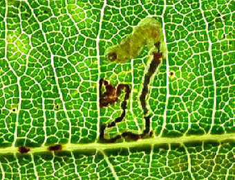 Mine of Stigmella atricapitella on Quercus