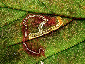 Mine of Stigmella aurella on Rubus sp.