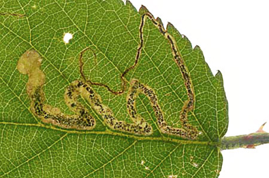 Mine of Stigmella aurella on Rubus fruticosus