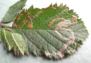 Mine of Stigmella aurella