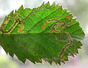 Mine of Stigmella aurella