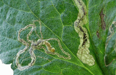 Mine of Stigmella aurella