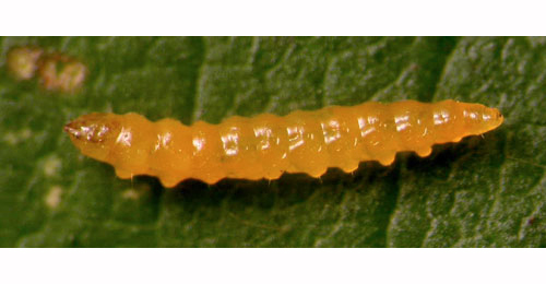 Stigmella aurella larva