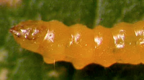 Stigmella aurella larva
