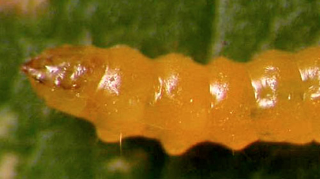 Stigmella aurella larva