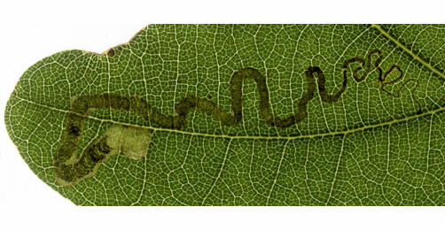 Mine of Stigmella basiguttella on Quercus robur