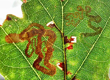 Mine of Stigmella basiguttella on Quercus