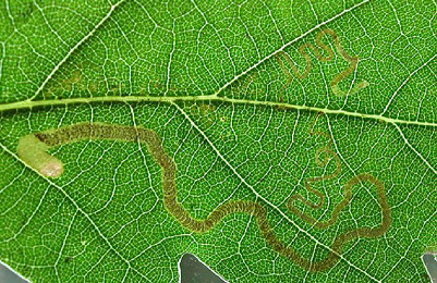 Mine of Stigmella basiguttella on Quercus