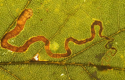 Mine of Stigmella basiguttella on Quercus