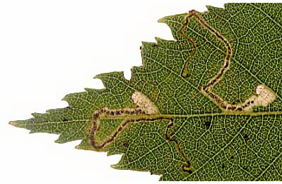 Mine of Stigmella betulicola on Betula pendula