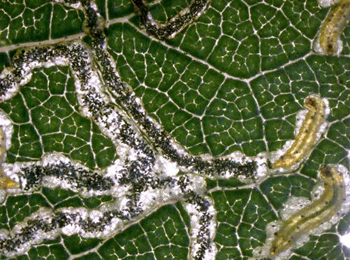 Mine of Stigmella betulicola on Quercus robur