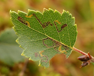 Mine of Stigmella betulicola on Betula