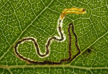 Mine of Stigmella betulicola on Betula