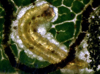 Mine of Stigmella betulicola on Betula pubescens