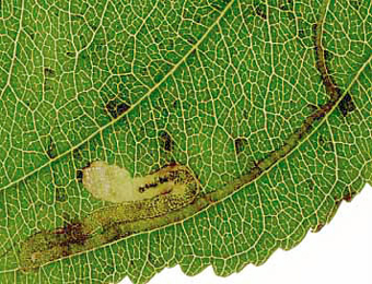 Mine of Stigmella catharticella on Rhamnus catharticus