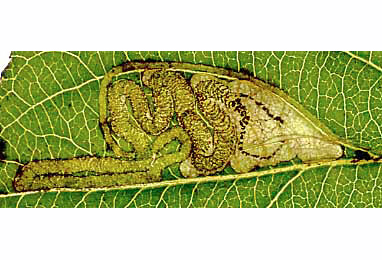 Mine of Stigmella catharticella on Rhamnus catharticus