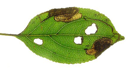 Mine of Stigmella catharticella on Rhamnus catharticus