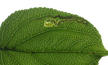 Mine of Stigmella catharticella on Rhamnus catharticus