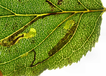 Mine of Stigmella catharticella on Rhamnus catharticus