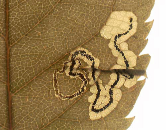 Mine of Stigmella centifoliella on Rosa rugosa