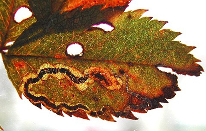 Mine of Stigmella centifoliella on Rosa rugosa