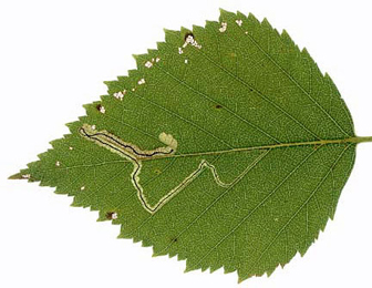 Mine of Stigmella confusella on Betula pubescens