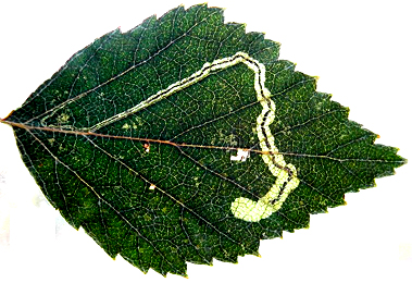 Mine of Stigmella confusella on Betula