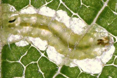 Mine of Stigmella confusella on Betula pubescens