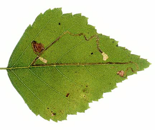 Mine of Stigmella continuella on Betula pubescens