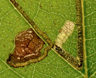 Mine of Stigmella continuella on Betula pubescens