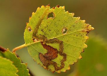 Mine of Stigmella continuella on Betula