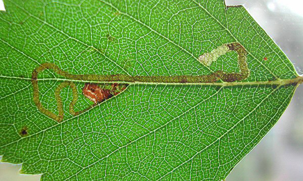 Mine of Stigmella continuella on Betula