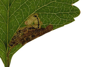 Mine of Stigmella crataegella on Crataegus monogyna