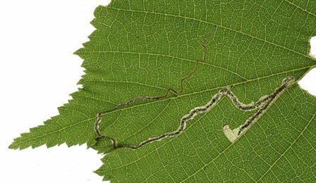 Mine of Stigmella floslactella on Corylus avellana
