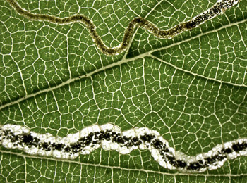 Mine of Stigmella floslactella on Corylus avellana