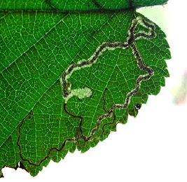 Mine of Stigmella floslactella