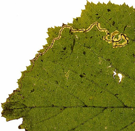 Mine of Stigmella floslactella