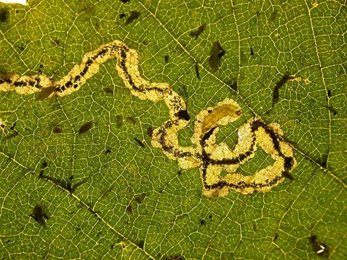 Mine of Stigmella floslactella