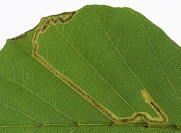 Mine of Stigmella hemargyrella on Fagus sylvatica