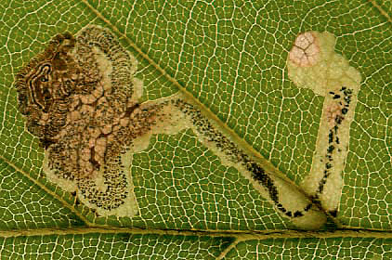 Mine of Stigmella hemargyrella on Fagus sylvatica